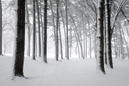 Forest Park 