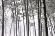Forest Park 