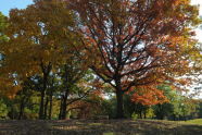 Cunningham Park 