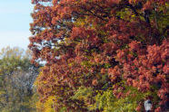 Kissena Park 