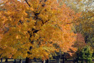 Kissena Park 