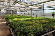 Greenbelt Native Plant Center 