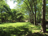 Msgr. McGolrick Park 