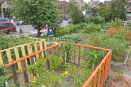 El Flamboyan Community Garden Harvest Fair 
