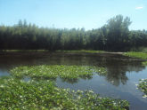 Eibs Pond Park 
