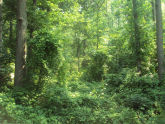 Westwood Park 