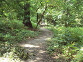 Raoul Wallenberg Forest 