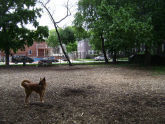 Underbridge Dog Run 