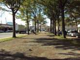 Sixteen Oaks Grove 