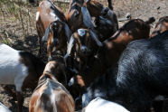Goats at Freshkills Park 