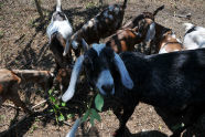 Goats at Freshkills Park 