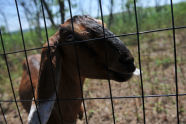 Goats at Freshkills Park 