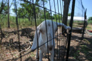 Goats at Freshkills Park 