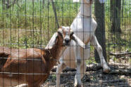 Goats at Freshkills Park 