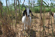 Goats at Freshkills Park 