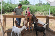 Goats at Freshkills Park 