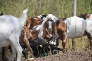 Goats at Freshkills Park 