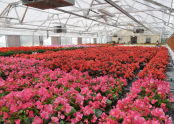 Forest Park Greenhouse 