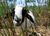 Goats at Freshkills Park 