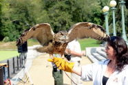 Raptor Fest 