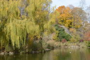 Morningside Pond 