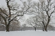 Winter Snow at Fort Greene Park 