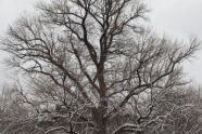 Winter Snow at Fort Greene Park 