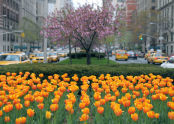 Tulips at the Park Avenue Malls 