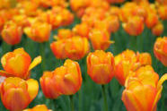 Tulips at the Park Avenue Malls 