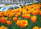 Tulips at the Park Avenue Malls 