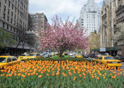 Tulips at the Park Avenue Malls 