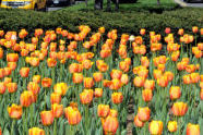 Tulips at the Park Avenue Malls 