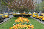 Tulips at the Park Avenue Malls 