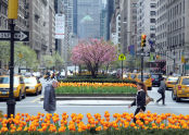 Tulips at the Park Avenue Malls 