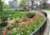 Tulips at McCarren Park 