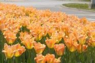 Tulips at World's Fair Marina 