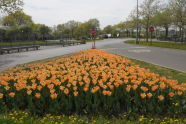 Tulips at World's Fair Marina 