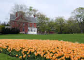 Tulips at Fort Totten 