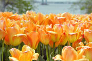 Tulips at Fort Totten Park 