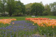 Tulips in Riverside Park 