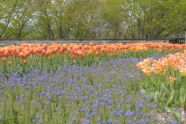 Tulips in Riverside Park 