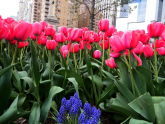 Tulips at Columbus Circle 