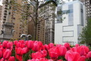 Tulips at Columbus Circle 