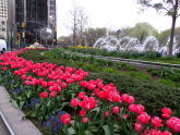 Tulips at Columbus Circle 