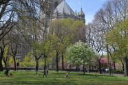 Cherry Blossom Festival 