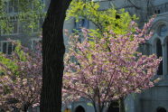 Cherry Blossom Festival 