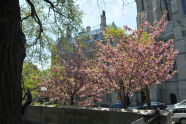 Cherry Blossom Festival 