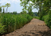 Pat Dolan Trail 