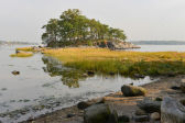 Sea Lettuce 