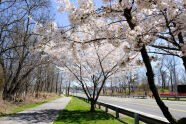 Parkway 